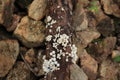 Overhead view of clusters of tiny white mushrooms on a large dead tree trunk