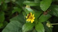 Overhead view of a common bush hopper butterfly on top of a yellow tick seed flower Royalty Free Stock Photo