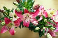 Overhead View of Dark Pink and White Asiatic Lilies