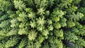 Overhead View of Dense Green Pine Forest in Sunlight with Natural Texture Royalty Free Stock Photo
