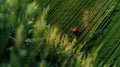 An overhead view of a drone navigating through tall crops utilizing precision technology to spray without any crop