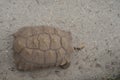 Giant Aldabra Tortoise, Gigantea Geochelone