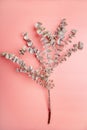 Overhead view of eucalyptus branch on coral pink background