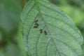 Overhead view of the few compact carpenter ants Searching food on a leaf surface