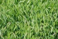 Overhead View of a Field of Hordeum Murinum, Wall Barley