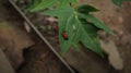 Overhead view of a Fire colored beetle sitting on top of a papaya leaf