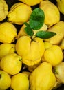 Overhead view of fresh ripe organic pear quinces with leaves. Royalty Free Stock Photo