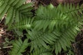 Overhead view of a freshly growing Marsh fern plant leaves Royalty Free Stock Photo