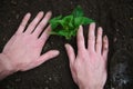 Overhead view of gardener`s hands planting seedlings in the garden. Spring gardening and organic farming concept Royalty Free Stock Photo