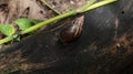 Overhead view of a Giant African land snail with two eyes at outside of its shell