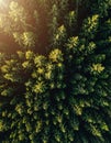 Overhead View of Green Tree Canopy in Dense Forest with Natural Sunlight Royalty Free Stock Photo