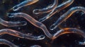 An overhead view of a group of nematodes all moving in synchronized wriggles. The high contrast lighting brings out the