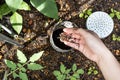 Overhead view on hand feeding red wrigglers earthworms into worm tower for vermicomposting