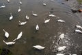 Large Flock of Mute Swans in Shallow Tidal Water Royalty Free Stock Photo