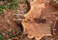 Overhead view of a large tree stump of a Nandu wood tree Royalty Free Stock Photo