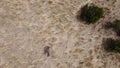 overhead view of a lone adult native australian emu in a large flowing grassy field