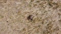 overhead view of a lone adult native australian emu in a large flowing grassy field