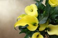 Overhead View of Lovely Yellow Calla Lilies Royalty Free Stock Photo