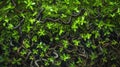 An overhead view of a lush green forest floor with a mix of long and thin nematodes snaking through the soil and Royalty Free Stock Photo