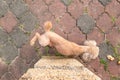 Overhead view of male poodle pet dog urinating onto object in park to mark territory Royalty Free Stock Photo