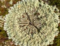 Overhead View of Moss and Lichen Covering Tree Stump in Natural Light Setting Royalty Free Stock Photo