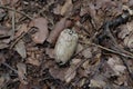 Overhead view of an old Cicada cocoon or shell on the forest floor Royalty Free Stock Photo