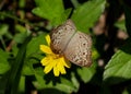 A open winged Grey pansy butterfly collecting nectar from yellow flower