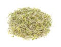 Overhead View Organic Broccoli Sprouts Royalty Free Stock Photo