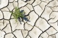 Overhead view of the patterns of a cracked dry grey earth with a single plant