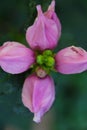 Overhead View of Pink Turtlehead Blossoming - Chelone glabra