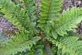 An overhead view of a tassel fern