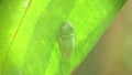 overhead view of a red-eyed tree frog asleep on the underside of a leaf