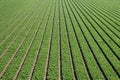 Aerial view of rows of green lettuce forming an abstract pattern of lines moving towards perspective into the distance