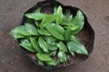 Overhead view of the Sand Ginger plants grown in a large black polythene bag