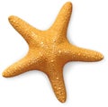 Overhead view of a sea starfish Royalty Free Stock Photo