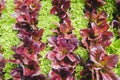 Alternating rows of red leaf and green leaf lettuce in the garden.