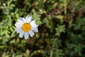 Single oxeye daisy against green bokeh background