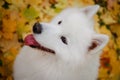 An overhead view of a snow white purebred Samoyed Spitz smiling with his head up. Close up of a dog`s muzzle with a pink Royalty Free Stock Photo