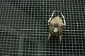 Overhead view of spider on a screen door