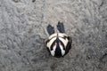 Overhead view of standing penguin