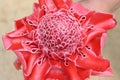 Overhead view of a torch ginger flower tiny petals on the center