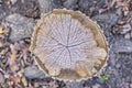 Overhead View Of Tree Stump In The Forest Environment - Nature. Royalty Free Stock Photo