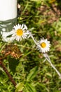 Bellis perennis Daisies on either side of a fence. Royalty Free Stock Photo