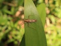 Overhead view of an unidentified brown insect on a leaf with small roots like parts