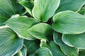 Overhead View of Variegated Hosta