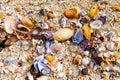 Overhead view of washed up and broken sea shells on sandy beach Royalty Free Stock Photo