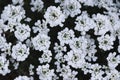 Overhead view of white candytuft flower blooms