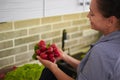 Overhead view woman holding fresh radish, standing by kitchen counter with a cardboard box full of delivered vegetables Royalty Free Stock Photo