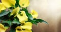 Overhead View of Yellow Calla Lilies Royalty Free Stock Photo