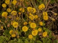 bright yellow colstfoot flowers in early spring Royalty Free Stock Photo